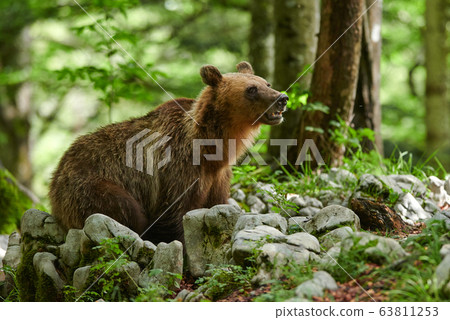 Wild brown bear (Ursus arctos) close up 63811253