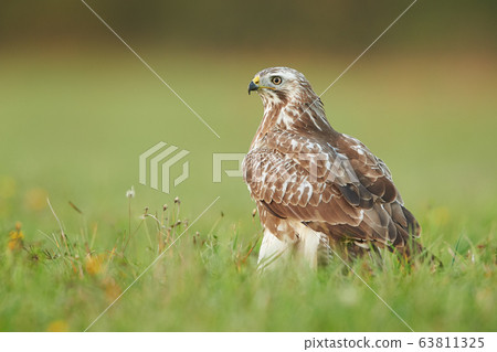 Common buzzard (Buteo buteo) Common buzzard (Buteo buteo) 63811325