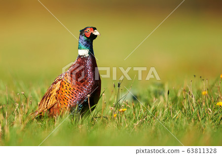 Ringneck Pheasant (Phasianus colchicus) Ringneck Pheasant (Phasianus colchicus) 63811328