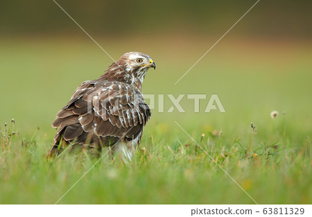 Common buzzard (Buteo buteo) 63811329