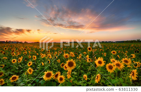 Beautiful sunset over sunflower field 63811330