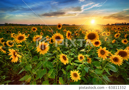 Beautiful Sunset Over Sunflower Field Stock Photo