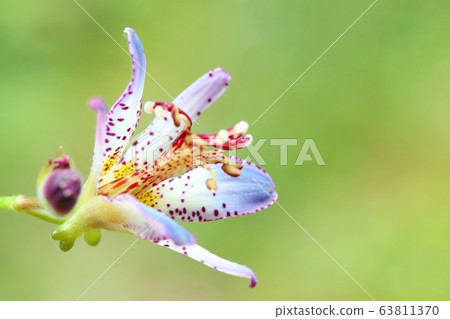 Scallops mountain grass autumn flowers 63811370