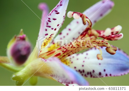 Scallops mountain grass autumn flowers Scallops mountain grass autumn flowers 63811371