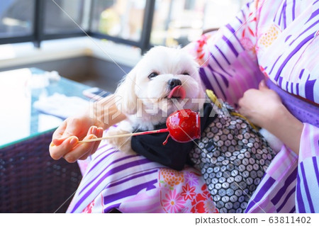 [Dog] apple candy 63811402