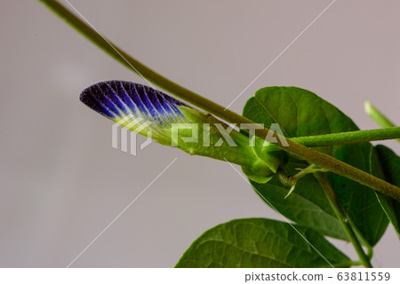 Butterfly pea,bluebellvine, blue pea, cordofan pea (Clitoria ternatea) ,The flowers of this vine were imagined to have the shape of human female genitals. Butterfly pea,bluebellvine, blue pea, cordofan pea (Clitoria ternatea) ,The flowers of this vine were imagined to have the shape of human female genitals. 63811559