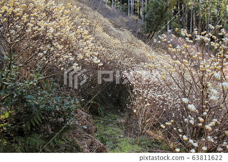 Tanba Sasayama / Ryuzoji Temple Mitsumata Tanba Sasayama / Ryuzoji Temple Mitsumata 63811622