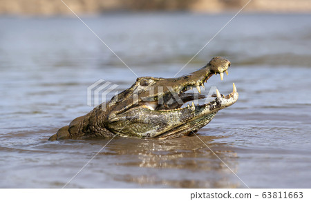Yacare caiman eating piranha in the river Yacare caiman eating piranha in the river 63811663