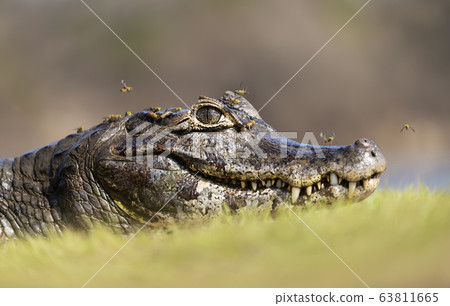 Portrait of a Yacare caiman with flies Portrait of a Yacare caiman with flies 63811665