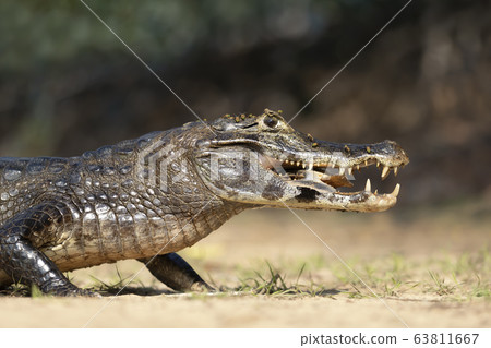 Yacare caiman eating piranha on a river bank Yacare caiman eating piranha on a river bank 63811667