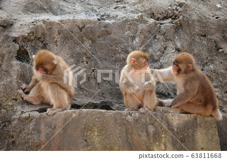 A monkey A monkey 63811668