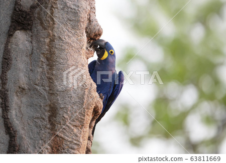 Hyacinth macaw perched in a palm tree Hyacinth macaw perched in a palm tree 63811669