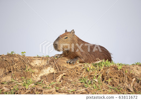 Close up of a Capybara lying on a river bank 63811672