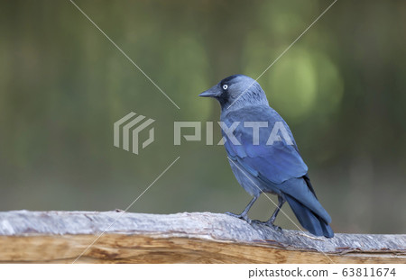 Western jackdaw perched on a tree against green background 63811674