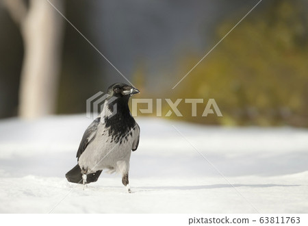 Close up of a hooded crow in snow 63811763