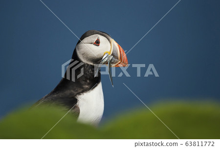 Atlantic puffin with the beak full of sand eels 63811772