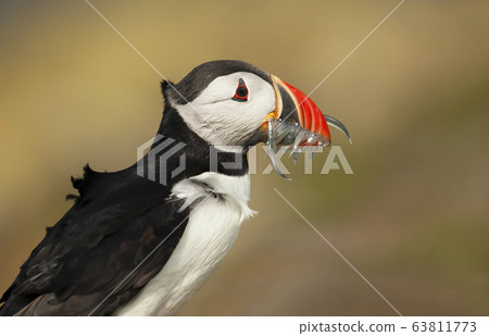 Atlantic puffin with the beak full of sand eels Atlantic puffin with the beak full of sand eels 63811773