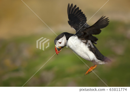 Atlantic puffin landing with the open wings Atlantic puffin landing with the open wings 63811774
