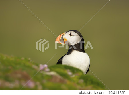 Atlantic puffin in pink sea thrift 63811861