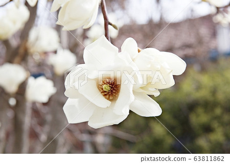 magnolia magnolia 63811862