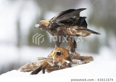 Golden Eagle feeding on a dead fox in winter Golden Eagle feeding on a dead fox in winter 63811874