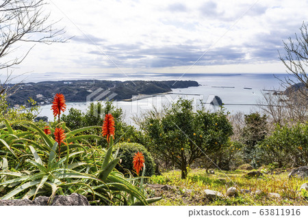 Aloe flower blooming in sleeping mountain 63811916