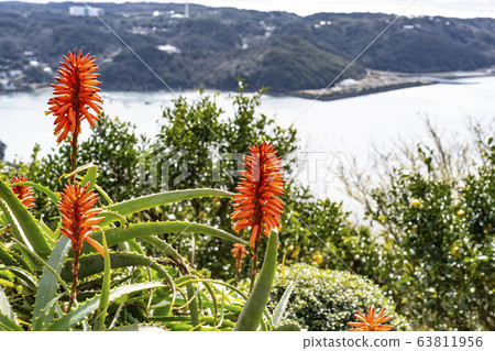 Aloe flower blooming in sleeping mountain Aloe flower blooming in sleeping mountain 63811956
