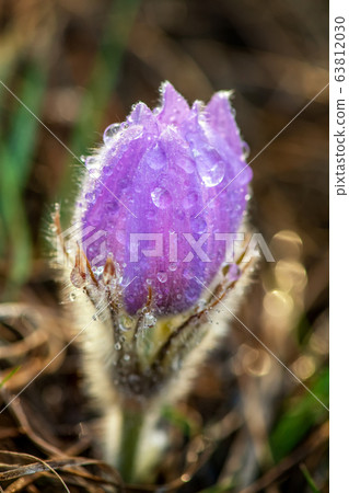 Beautiful spring Pulsatilla patens in the spring 63812030