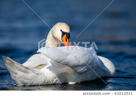 Swan on a clear deep blue river reflection Swan on a clear deep blue river reflection 63812031