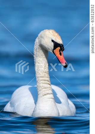 Swan on a clear deep blue river reflection Swan on a clear deep blue river reflection 63812032