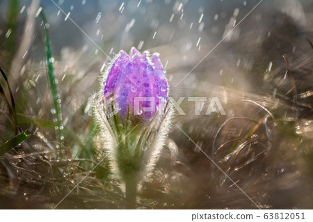 Beautiful spring Pulsatilla patens in the spring Beautiful spring Pulsatilla patens in the spring 63812051