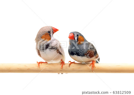 Cuddling birds Cuddling birds 63812509