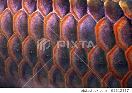 金龍魚的鱗片 金龍魚的鱗片 63812517