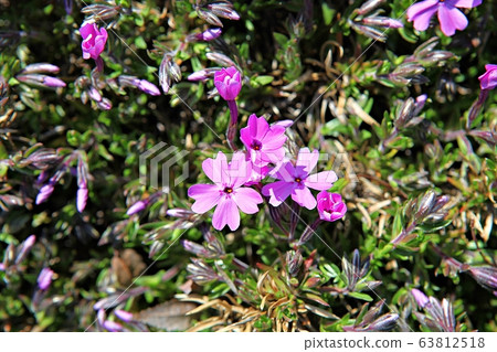 石竹花 石竹花 63812518