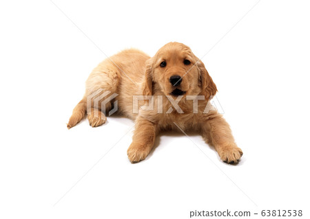 躺著的小狗 63812538