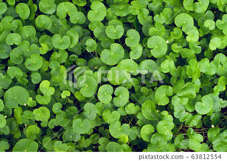 Amazonidemegusa Amazonidemegusa 63812554