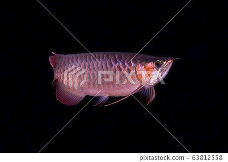 asian arowana 63812558