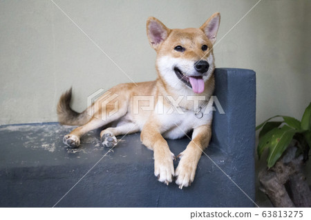 Dog inu (Chiba-ken) 63813275