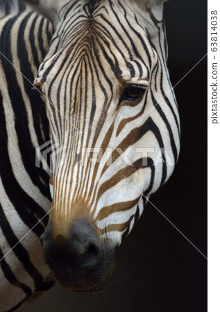 Face of zebra 63814038