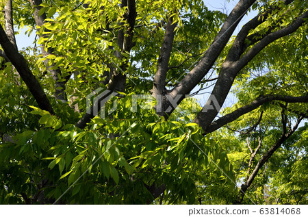 Fresh green tree branch 63814068
