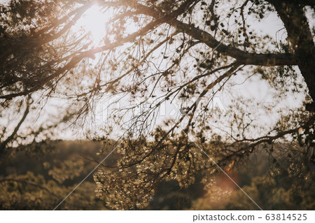 Mediterranean tree landscape at sunset with warm colors Mediterranean tree landscape at sunset with warm colors 63814525