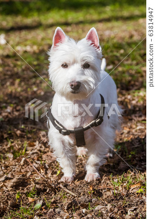 Dog and tick vaccination. White Terrier in forest Dog and tick vaccination. White Terrier in forest 63814947