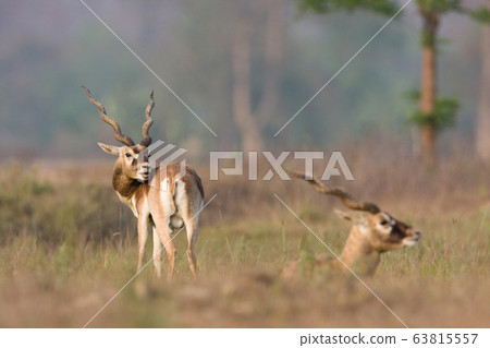 Blackbuck antilope in Bardia, Nepal 63815557