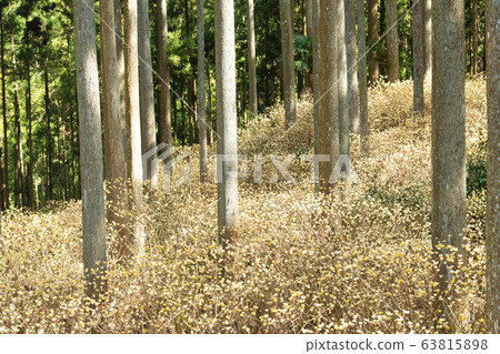 Mitsumata group cloth 63815898