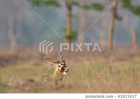 Blackbuck antilope in Bardia, Nepal 63815917