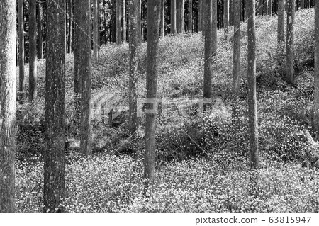 [Sepia] Mitsumata dough 63815947