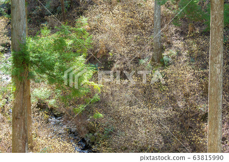 Mitsumata殖民地和溪流 63815990