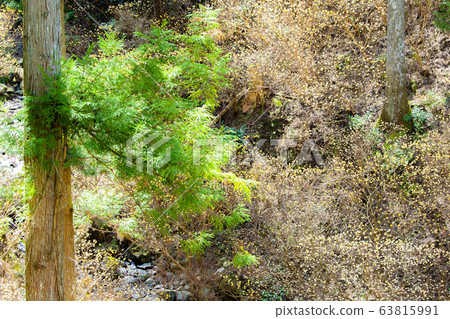 Mitsumata殖民地和溪流 Mitsumata殖民地和溪流 63815991