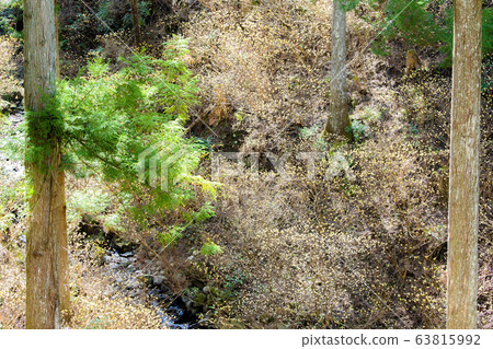 Mitsumata殖民地和溪流 Mitsumata殖民地和溪流 63815992