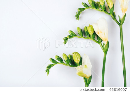 Floral background. Freesia flowers on a white background. 63816007